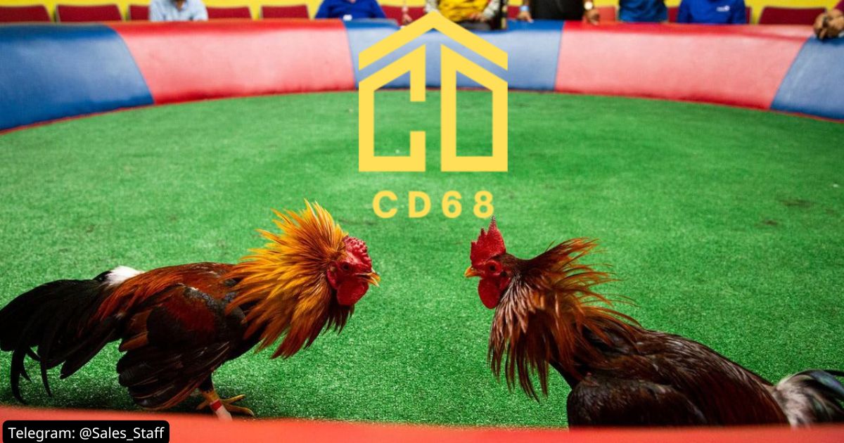 SV388 Sảnh nội dung truyền thống theo trường dành cho đại lý CD68