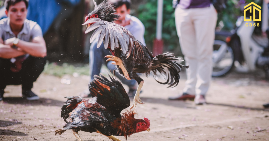 đá gà trực tiếp