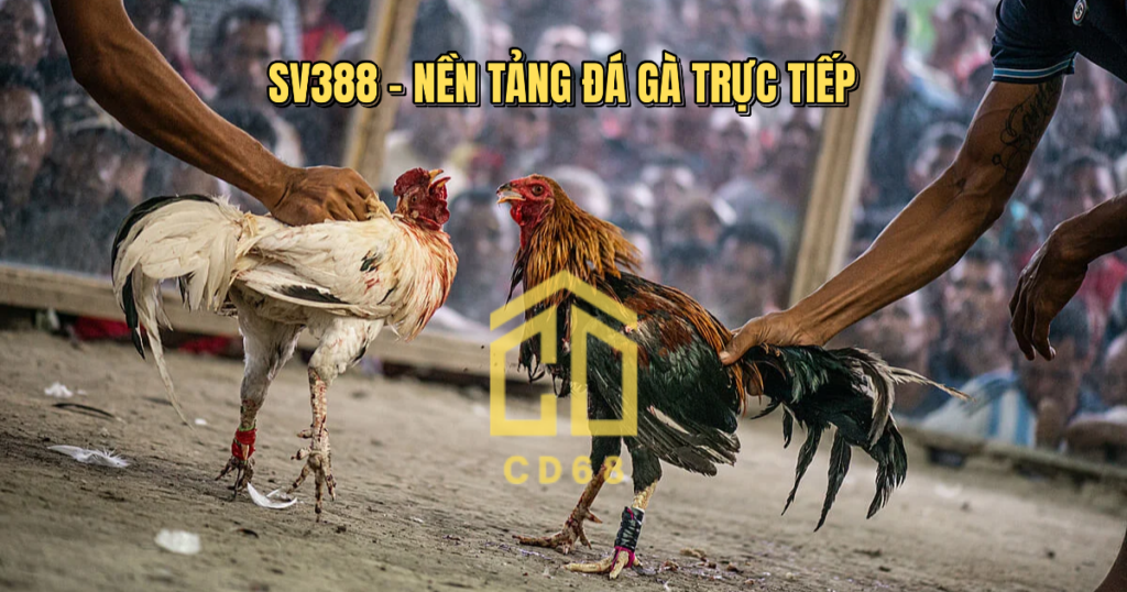 đá gà trực tiếp