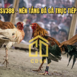 đá gà trực tiếp