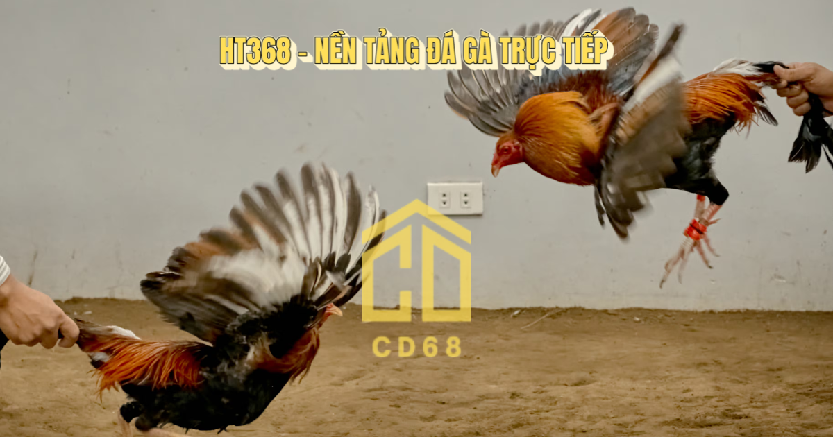 đá gà trực tiếp