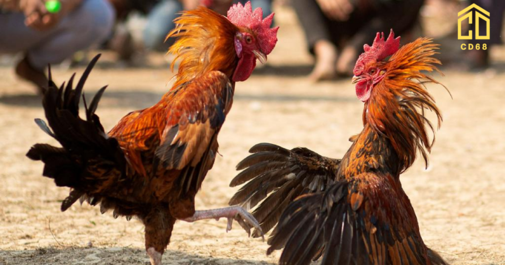 đá gà trực tiếp