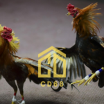 đá gà trực tiếp