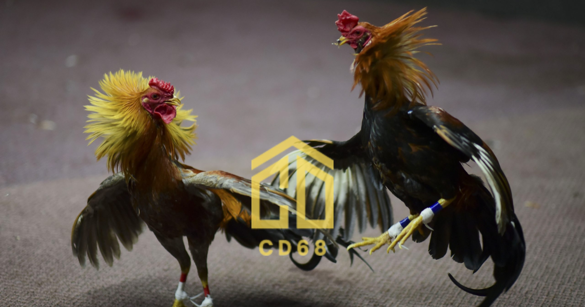 đá gà trực tiếp