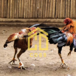 đá gà trực tiếp